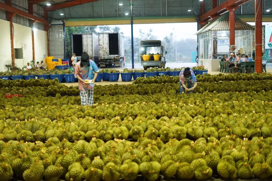 Dán nhãn sầu riêng để xuất khẩu sang Trung Quốc (ảnh chụp tại một nhà máy chế biến sầu riêng ở tỉnh Đắk Lắk của Việt Nam ngày 15/9/2023). Ảnh: Xinhua.