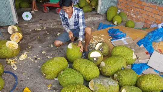 Thương lái Trung Quốc dừng thu mua, giá mít Thái rớt thảm ảnh 4