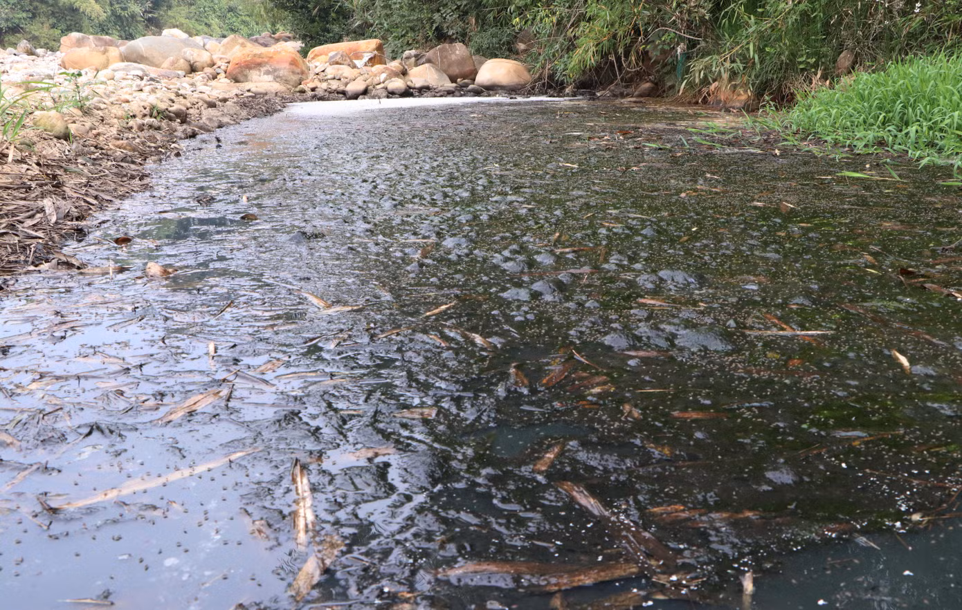 Kinh hoàng nhất, bã dong riềng ứ đọng thành lớp dày cùng dòng nước đen khiến khu vực suối Nậm Dê, đoạn qua xã Bình Lư bốc mùi hôi thối nặng, ruồi nhặng đậu kín.