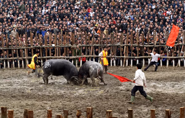 Không khí đua tranh tràn ngập dưới sới