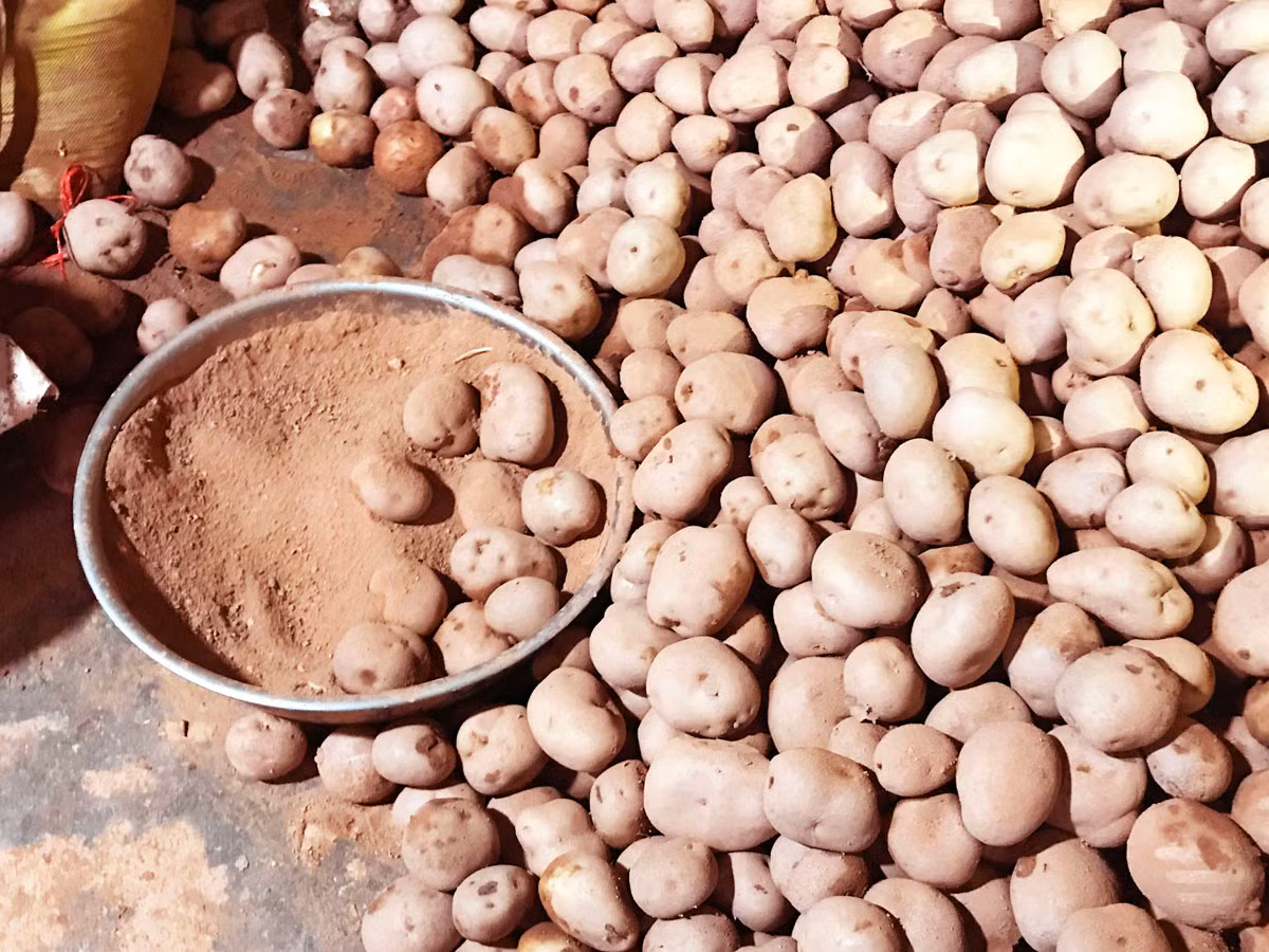 Đà Lạt ngăn chặn tình trạng rau, củ 'đội lốt' ảnh 1