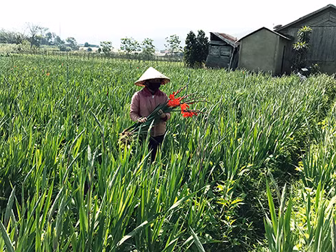 Làng hoa lay ơn lớn nhất nước trúng đậm ảnh 2