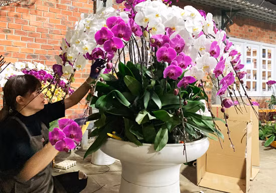 Lan hồ điệp hút hàng nhất Tết Nguyên đán 2019 ảnh 2