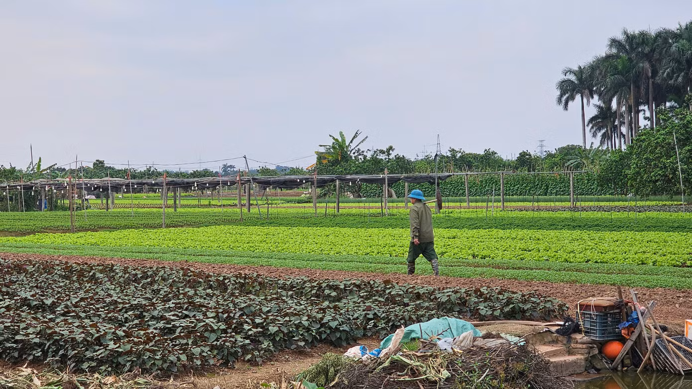 Hiện khu đất hàng trăm ha của dự án vẫn là nơi canh tác hoa màu của người dân quận Bắc Từ Liêm.
