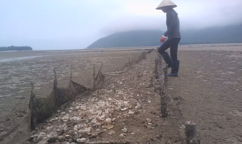 Hà Tĩnh: Khóc ròng vì ngao chết trắng đầm ảnh 3