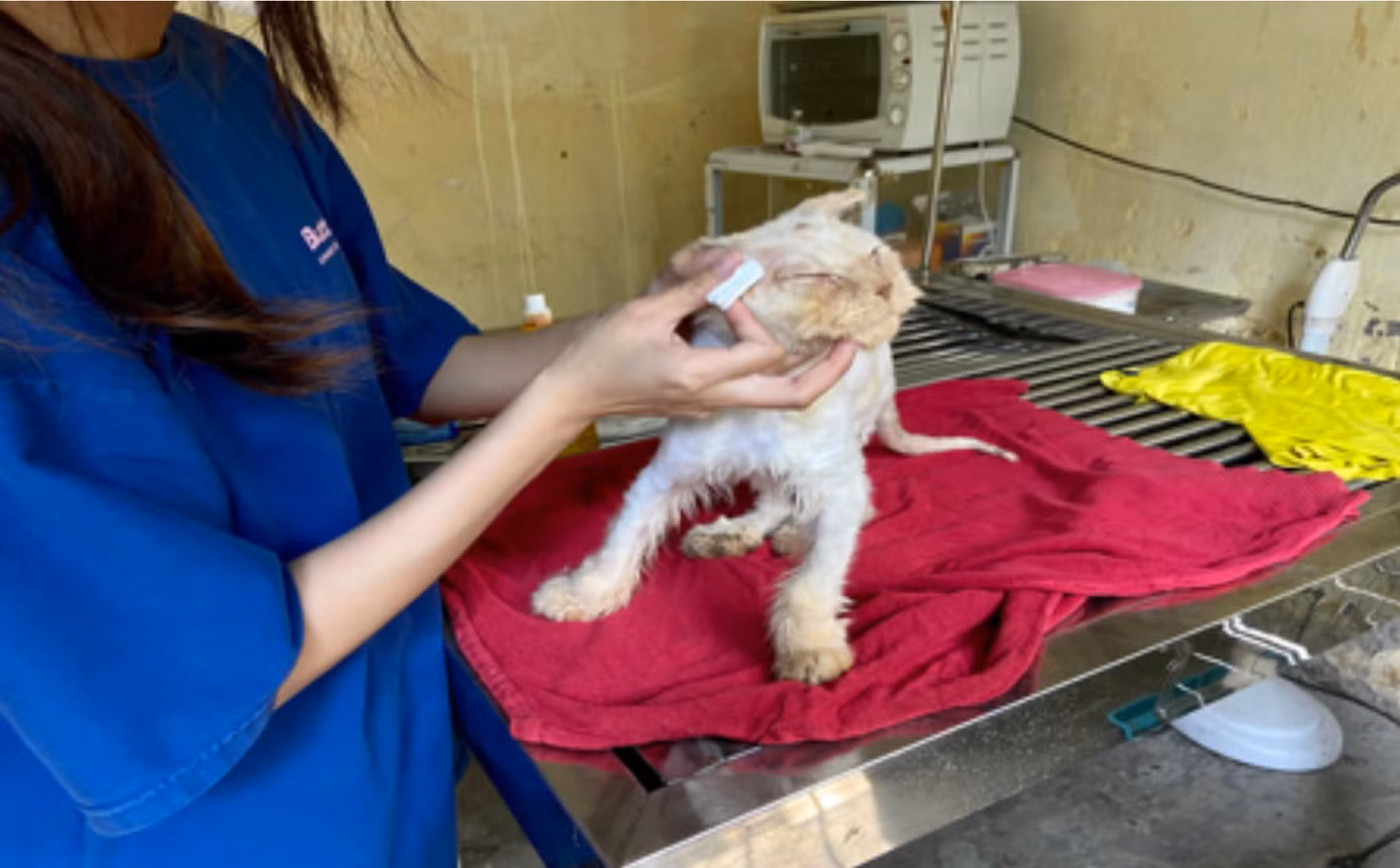 Một bé mèo bị nấm, được điều trị riêng tại phòng ngoại khoa. Ảnh: Mai Hương