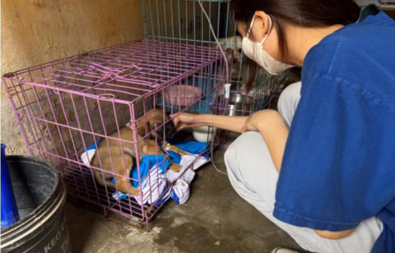 Các thành viên trong trạm cứu hộ luôn cố gắng thu xếp thời gian, đảm bảo 24/24 có người túc trực tại trạm chăm sóc chó, mèo. Ảnh: Mai Hương