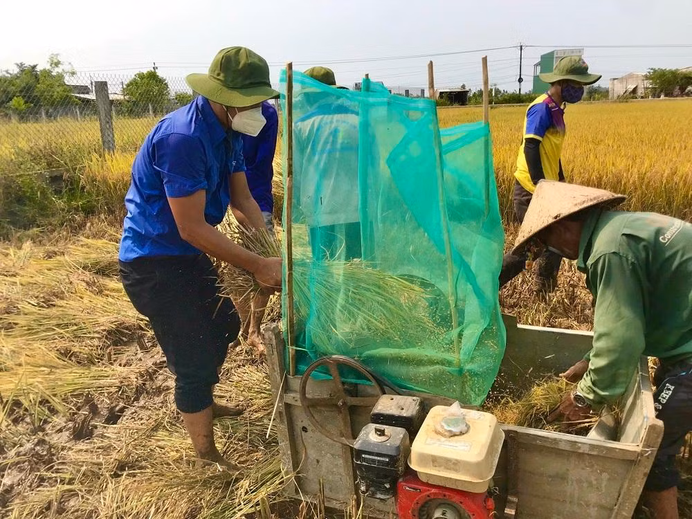 “Để giảm bớt khó khăn cho bà con, chúng tôi đã xung phong đến để hỗ trợ người dân thu hoạch nhanh các vùng ruộng bị đổ ngã, ngập để giảm thiểu thiệt hại cho người dân”, anh Công cho hay.
