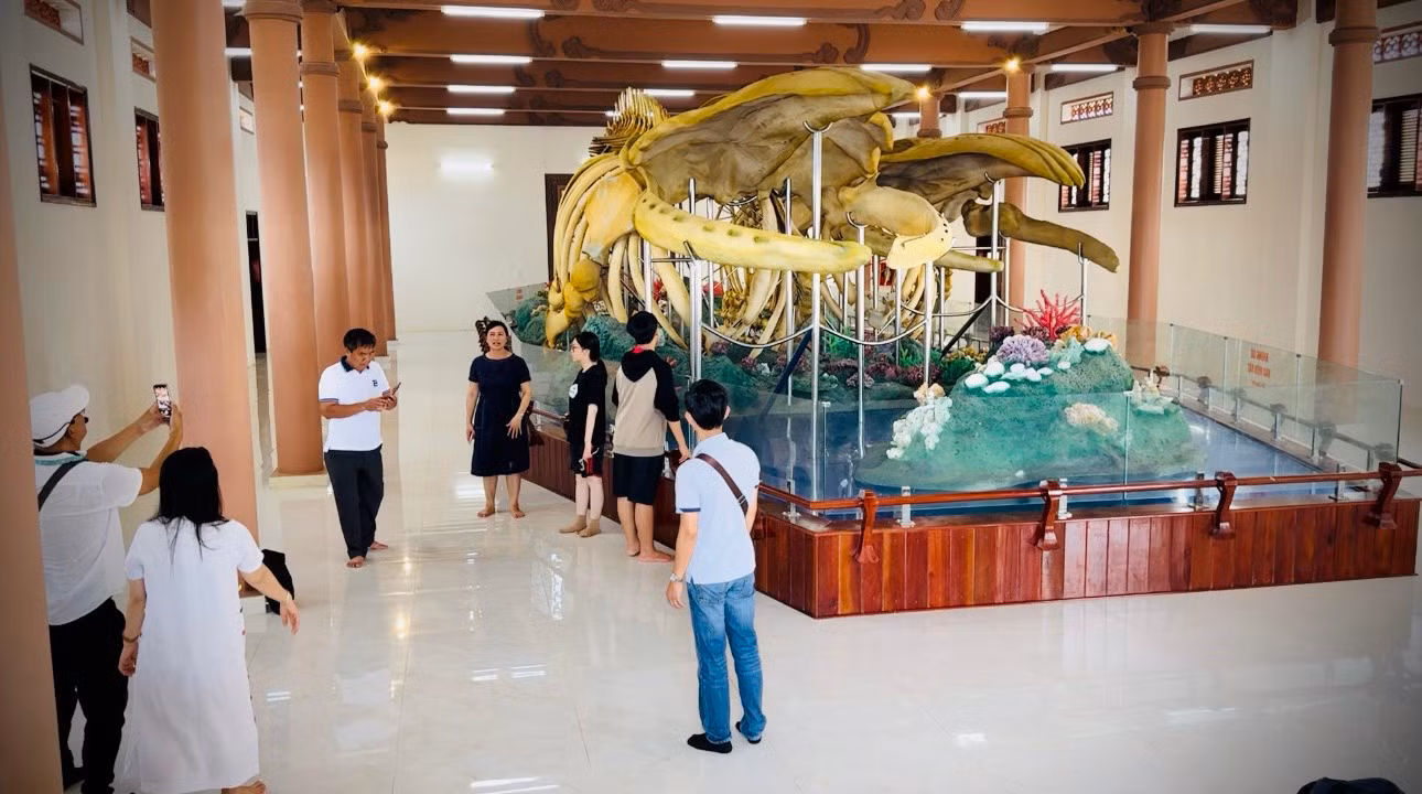 Hai bộ xương cá voi được xác lập kỷ lục lớn nhất Việt Nam được trưng bày tại Di tích Lăng Tân (huyện đảo Lý Sơn).