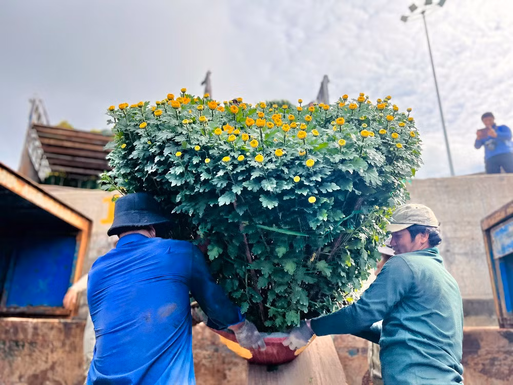 Anh Dương Quý - Chủ tàu vận tải Mười Giáp cho biết, mỗi ngày tàu của anh chở khoảng 500 chậu hoa cúc, quất, mai, hồng ra đảo Lý Sơn. “Tranh thủ thời tiết thuận lợi trở lại, tàu chúng tôi hoạt động hết công suất để chở hàng hóa và hoa ra đảo. Mỗi ngày tàu chạy được một chuyến, mỗi chuyến tàu chở được khoảng 200 tấn hàng hóa và hoa Tết ra đảo để phục vụ nhu cầu đón Tết của người dân Lý Sơn”, anh Quý nói thêm.