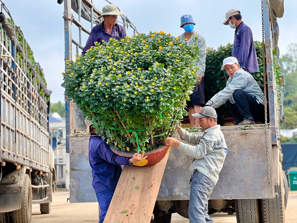 Tranh thủ thời tiết hửng nắng, trong ba ngày 11-12 và 13/1, các tàu vận tải hàng hóa trên tuyến Sa Kỳ - Lý Sơn hoạt động hết công suất với 200 tấn hàng mỗi ngày để “chở Tết” ra đảo Lý Sơn phục vụ và đáp ứng đủ nhu cầu của hơn 22.000 dân trên đảo.