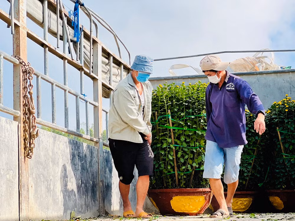 Trong những ngày qua, do ảnh hưởng của không khí lạnh, biển động kéo dài, khiến các tàu vận tải hàng hoá trên tuyến Sa Kỳ - Lý Sơn liên tục bị trì hoãn, không thể hoạt động được.
