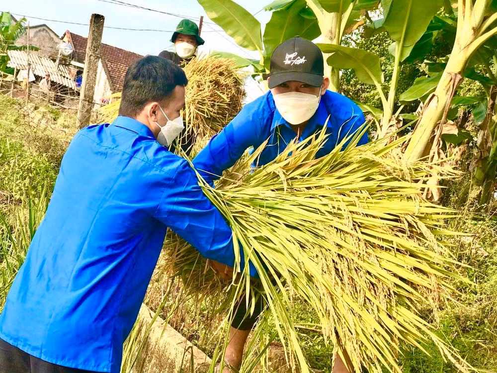 “Mấy ngày qua, khi thấy lúa ngã, tôi đứng ngồi không yên, vì thuê người gặt tay không ra mà nếu có chi phí cũng rất cao. Lo sợ nếu mưa nữa sẽ hư hại hết, nhà neo đơn không có người, bản thân tuổi già sức yếu lại không làm được. May mắn thay có các cháu ĐVTN trong xã đến giúp gia đình gặt lúa. Thật lòng tôi cảm ơn các cháu rất nhiều”, ông Du bộc bạch.