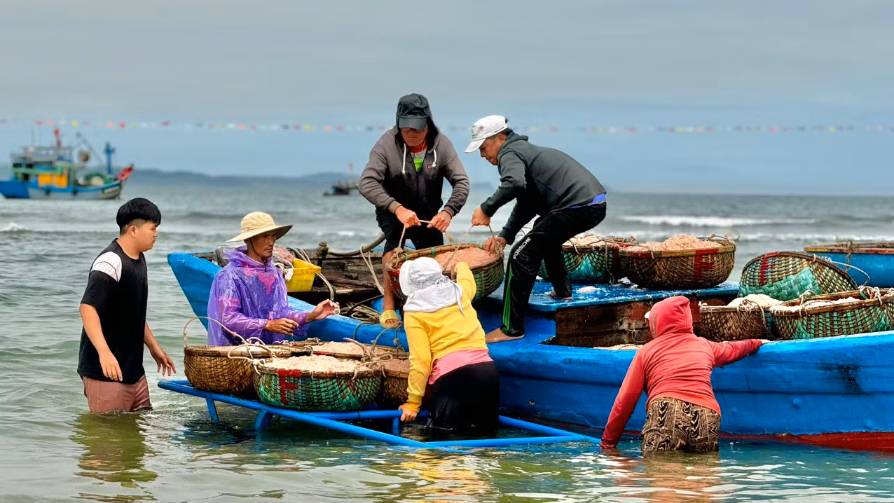 Ruốc xuất hiện dày đặc, chỉ trong một ngày ra khơi khai thác, các tàu của ngư dân có thể đánh bắt được khoảng 5 tạ ruốc, cá biệt có tàu đánh bắt được 2 tấn, với giá 20.000 đồng/kg mà mỗi tàu có thể thu về từ 10 – 30 triệu đồng. Trừ hết chi phí mỗi ngư dân có thể bỏ túi từ 1 – 3 triệu đồng. Ảnh: Nguyễn Ngọc