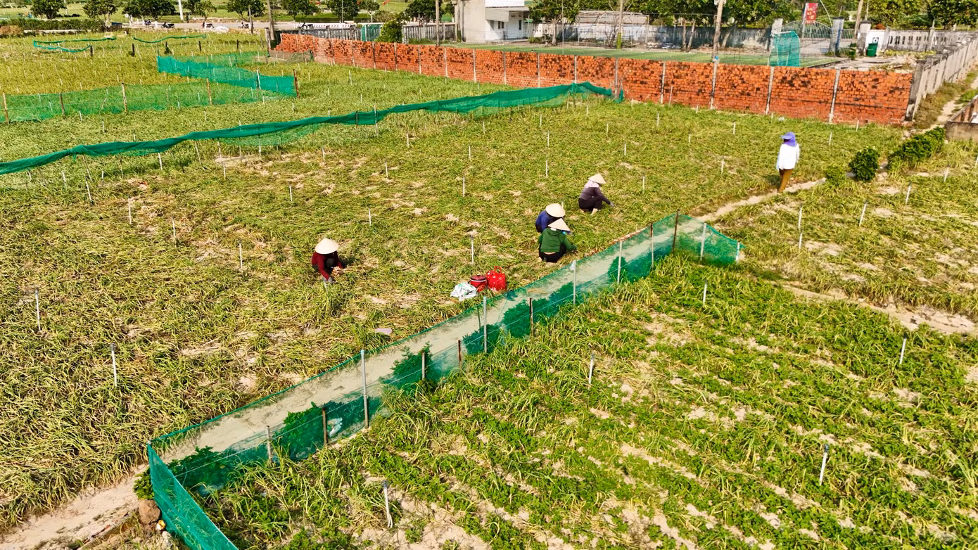 Nông dân Lý Sơn đang bước vào vụ thu hoạch tỏi Đông Xuân 2024-2025.