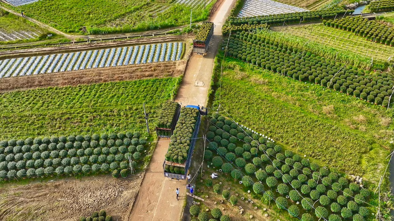Từng đoàn xe tải nối đuôi nhau vào làng hoa. Ảnh: Nguyễn Ngọc