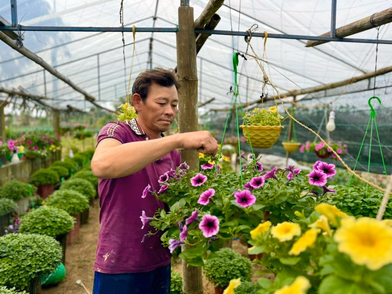 Ngoài hoa cúc, nhiều hộ dân ở xã Nghĩa Hiệp mạnh dạn trồng thêm một số hoa khác như vạn thọ, hồng, mào gà, dạ yến thảo… để đa dạng hóa các loại hoa, phục vụ nhu cầu của thị trường. Ảnh: Nguyễn Ngọc