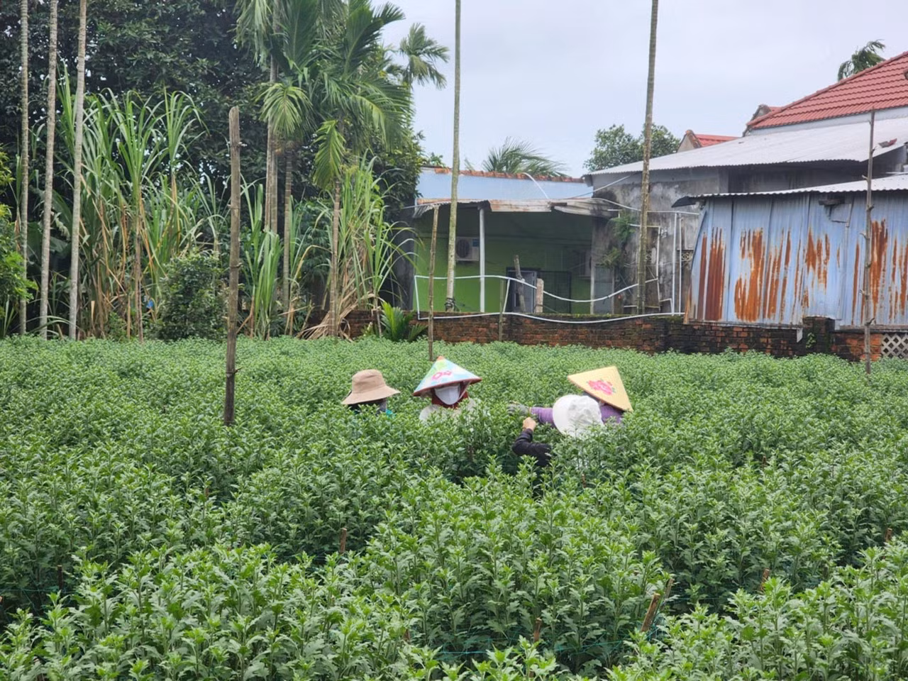 Thời tiết bất lợi, người trồng hoa tỉ mẩn chăm sóc, cố gắng để hoa nở đúng Tết.
