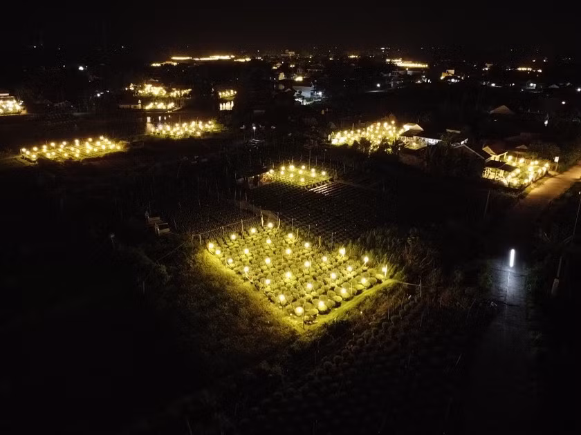 Đến với thủ phủ trồng hoa cúc thời điểm này vào ban đêm, nhiều người không khỏi thích thú trước khung cảnh lung linh, rực sáng với hàng nghìn ngọn đèn điện cùng lúc được thắp sáng trên những ruộng hoa…