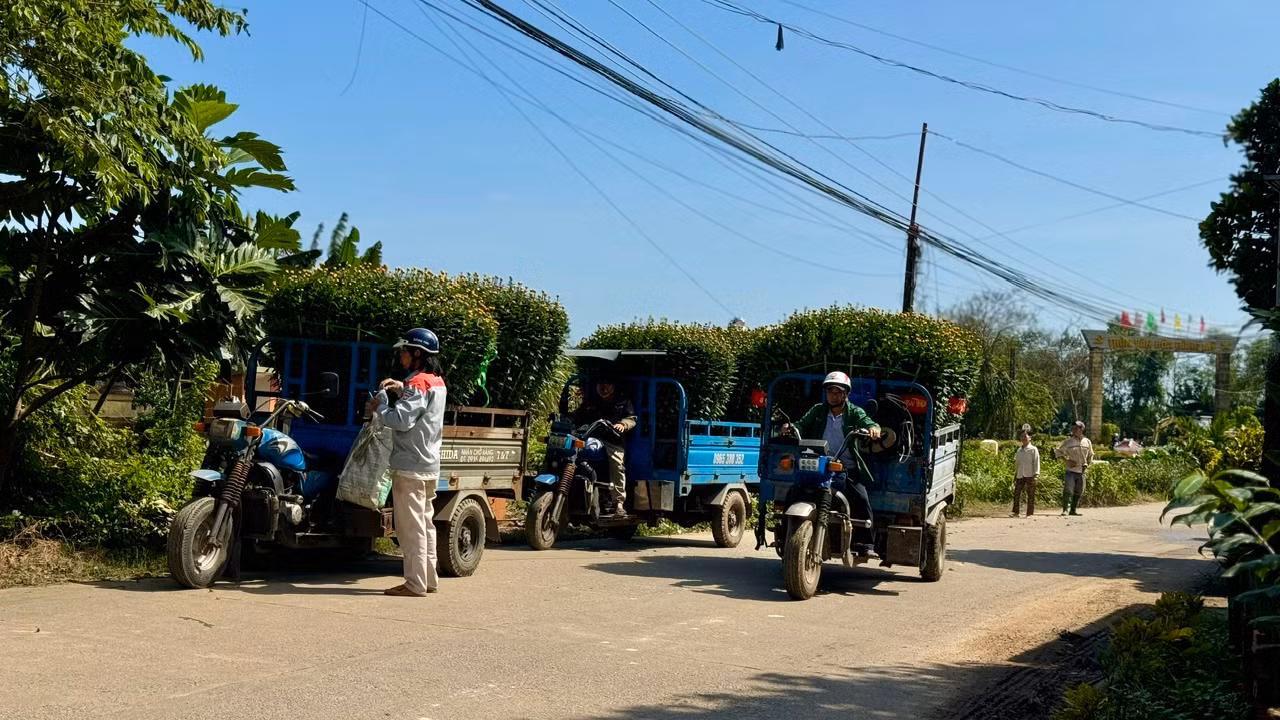 Đối với những vườn hoa ở xa đường lớn, chủ vườn phải thuê người dùng máy cày, xe ba gác chở hoa ra khu vực tập trung các xe tải. Ảnh: Nguyễn Ngọc
