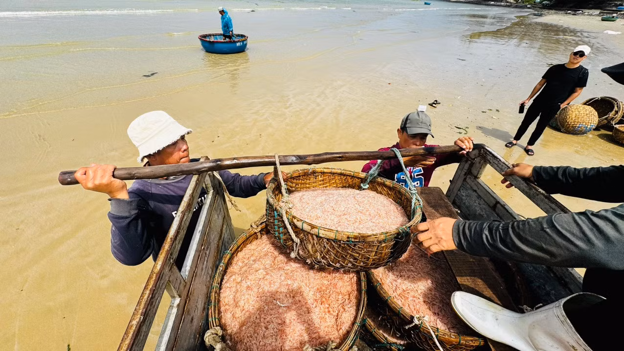 Ngoài những người trực tiếp đánh bắt, mùa ruốc cũng mang đến nguồn thu nhập khá cho nhiều phụ nữ trên bờ. Những người làm nghề vận chuyển ruốc thuê sẽ kiếm được 200.000 – 300.000 đồng mỗi ngày. Ảnh: Nguyễn Ngọc