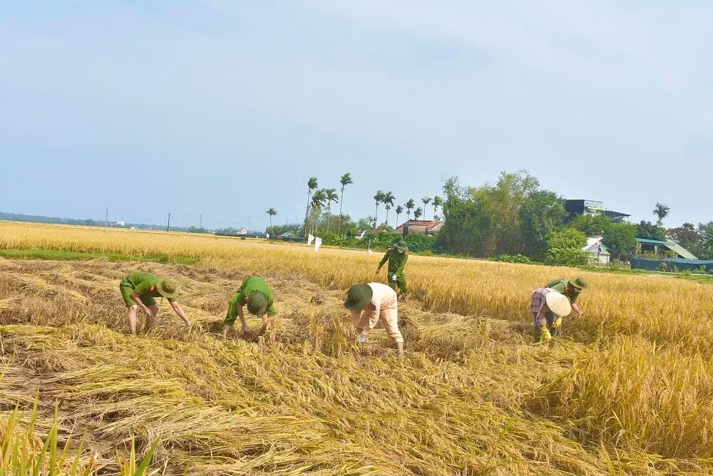 Ông Nguyễn Cần (trú phường Phổ Văn, thị xã Đức Phổ) cho biết, ruộng lúa gia đình đang vào vụ thu hoạch, do ảnh hưởng của đợt mưa lớn vừa qua lúa ngã nằm sát mặt đất ngập nước nên không thể dùng máy gặt đập liên hợp, phải cắt bằng thủ công. Tuy nhiên, nhân công khan hiếm không kiếm được người. Rất may mắn công an xã, phường tới giúp đỡ gia đình, chứ giờ cắt tay không biết bao giờ mới xong, để thêm vài bữa nữa là hư hết.