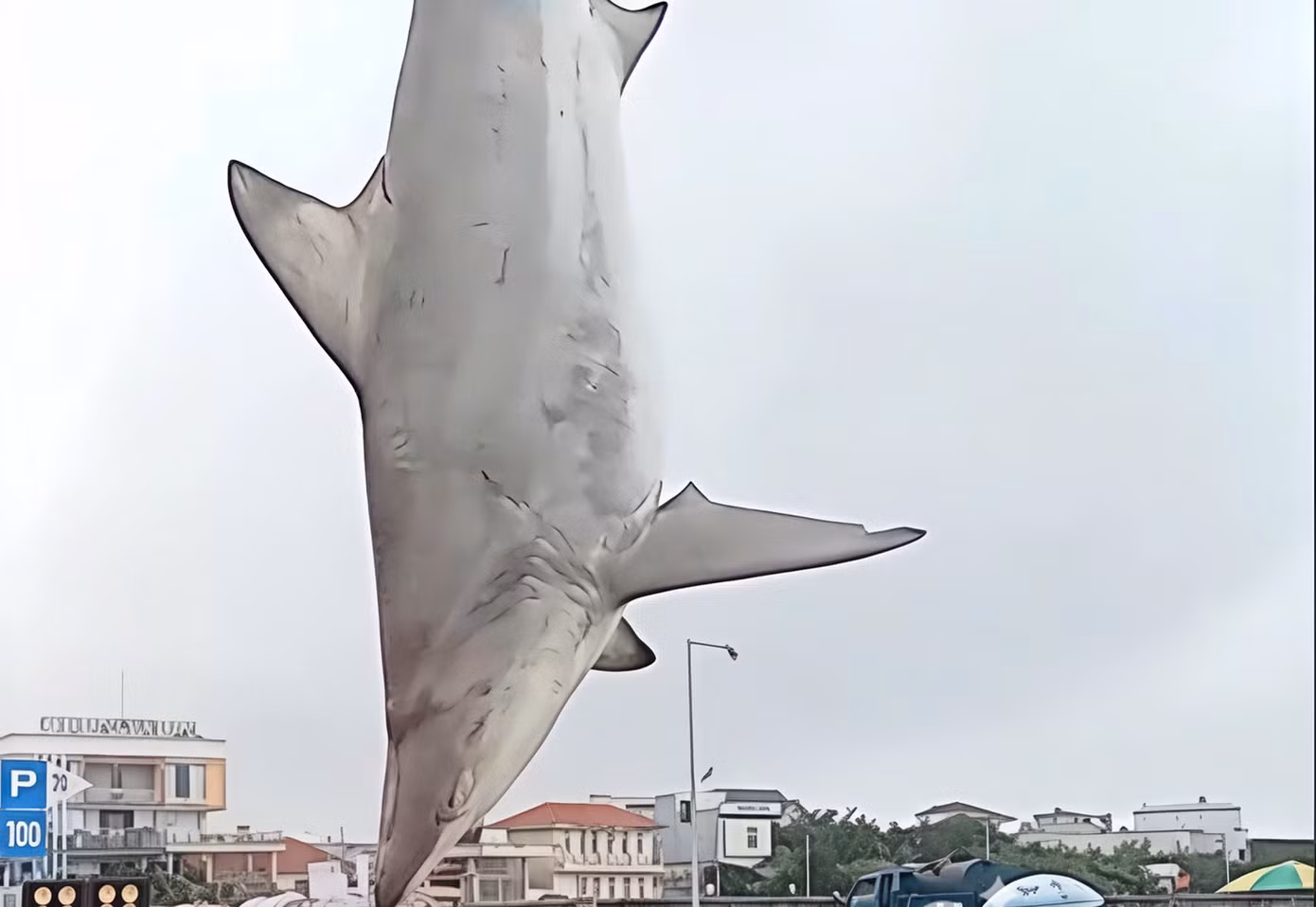 Con cá mập nhám nặng ước khoảng 200kg.