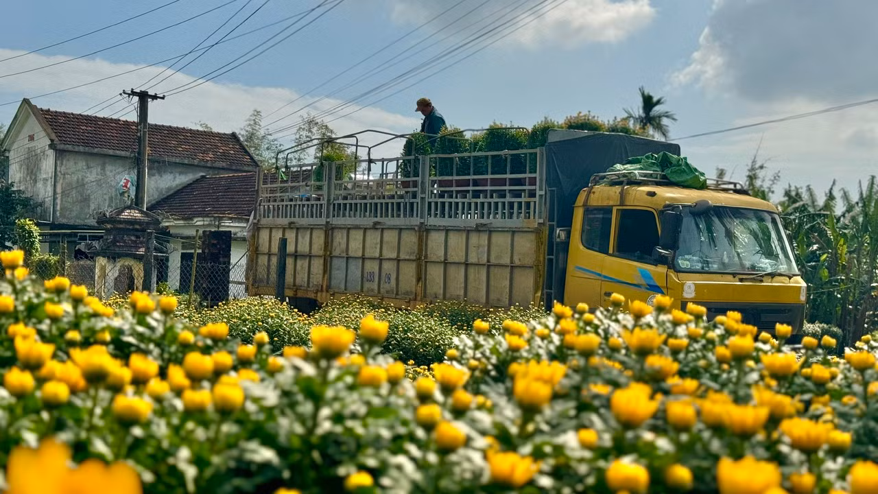Những ngày giáp Tết, làng hoa Nghĩa Hiệp (xã Nghĩa Hiệp, huyện Tư Nghĩa) được hoa cúc “nhuộm vàng”. Ảnh: Nguyễn Ngọc