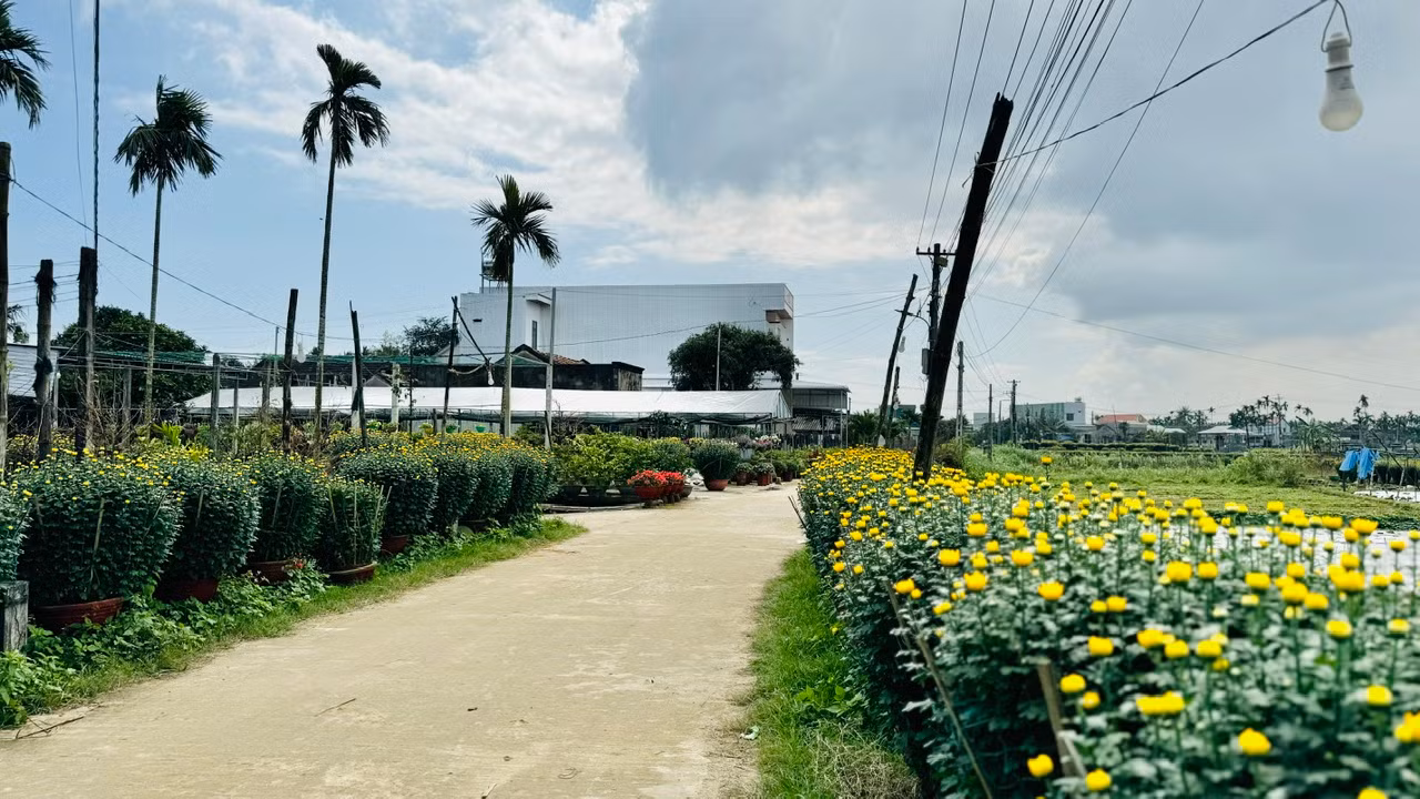 Ông Lê Văn Nông (trú ở thôn Hải Môn, xã Nghĩa Hiệp) chia sẻ, với người dân ở đây, trước Tết là thời gian mùa xuân hiện diện rõ nhất. Ảnh: Nguyễn Ngọc