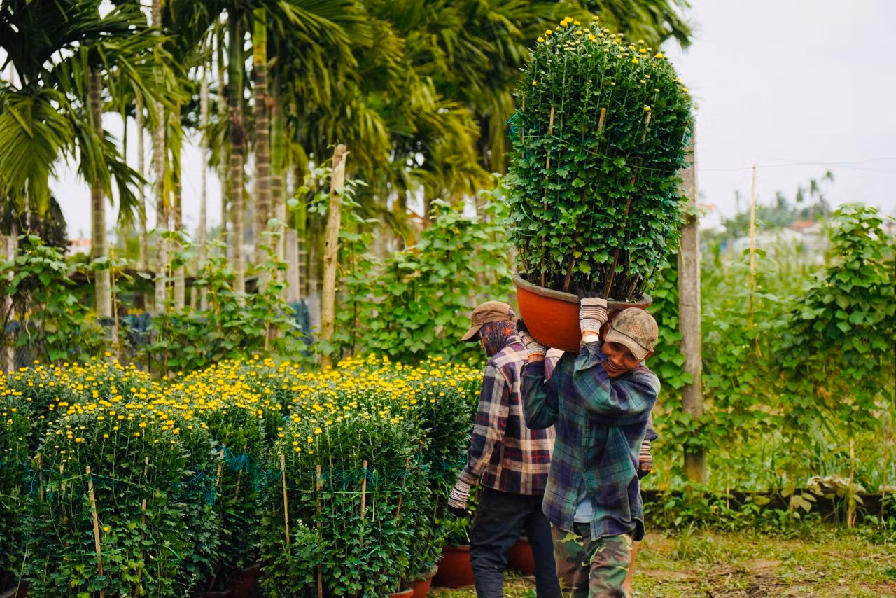 Những người “phu hoa” trung chuyển hoa từ ruộng ra điểm tập kết. Dù cực nhọc nhưng ai cũng vui. “Công việc thời vụ, mỗi ngày kiếm được 300.000 đồng – 350.000 đồng, nhờ vậy cũng có tiền sắm Tết cho gia đình”, ông Nguyễn Phi nói. Ảnh: Nguyễn Ngọc