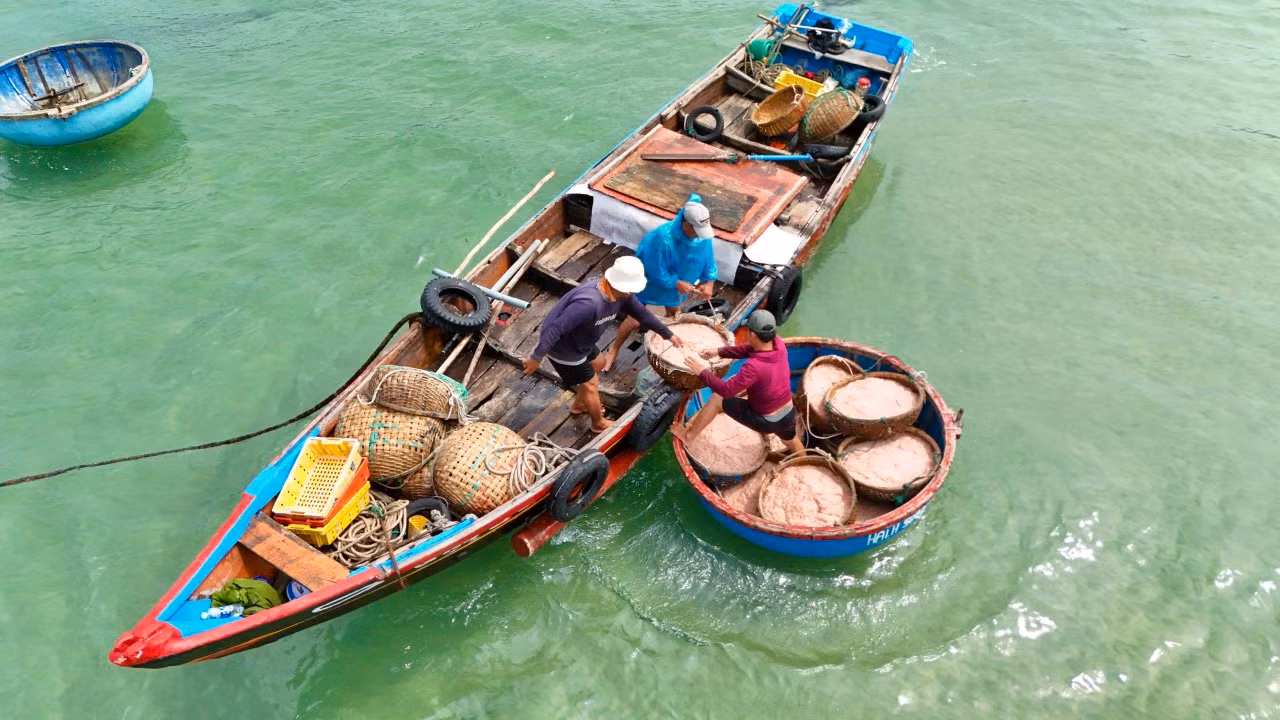 Vùng đánh bắt chỉ cách bờ khoảng 4 hải lý nên tàu đánh ruốc đi về trong ngày. Năm nay, ngư dân hồ hởi khi trúng đậm ruốc biển. Ảnh: Nguyễn Ngọc