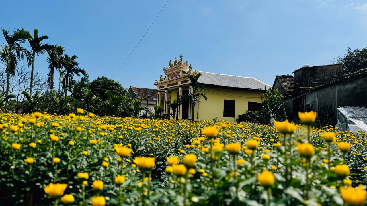 Không chỉ ở trên những cánh đồng, hoa cúc còn hiện diện trong mỗi khu vườn, bên cạnh nhà dân. Nhiều ngôi nhà đã cũ, không còn người ở nhưng vườn vẫn được tận dụng để trồng hoa. Ảnh: Nguyễn Ngọc