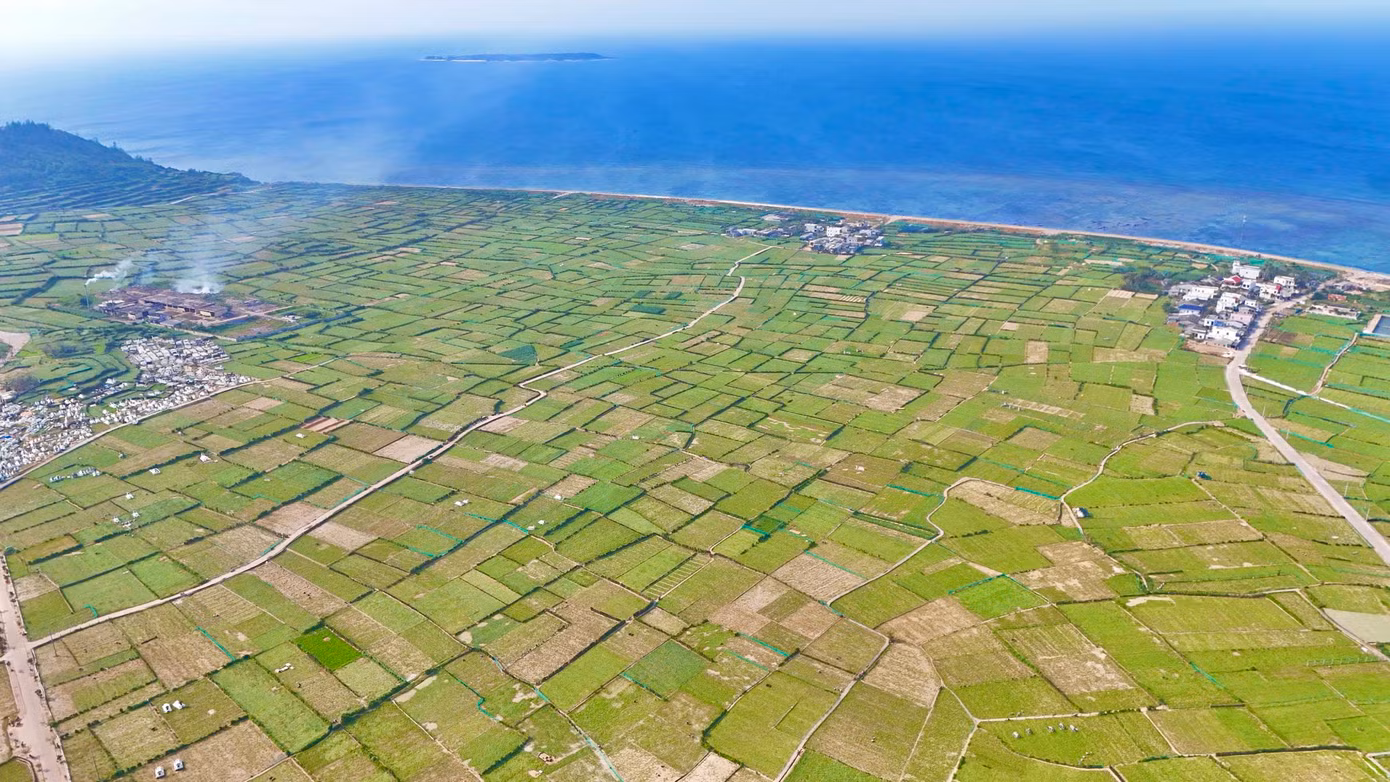 Nông dân Lý Sơn đang bước vào vụ thu hoạch tỏi Đông Xuân 2024-2025.