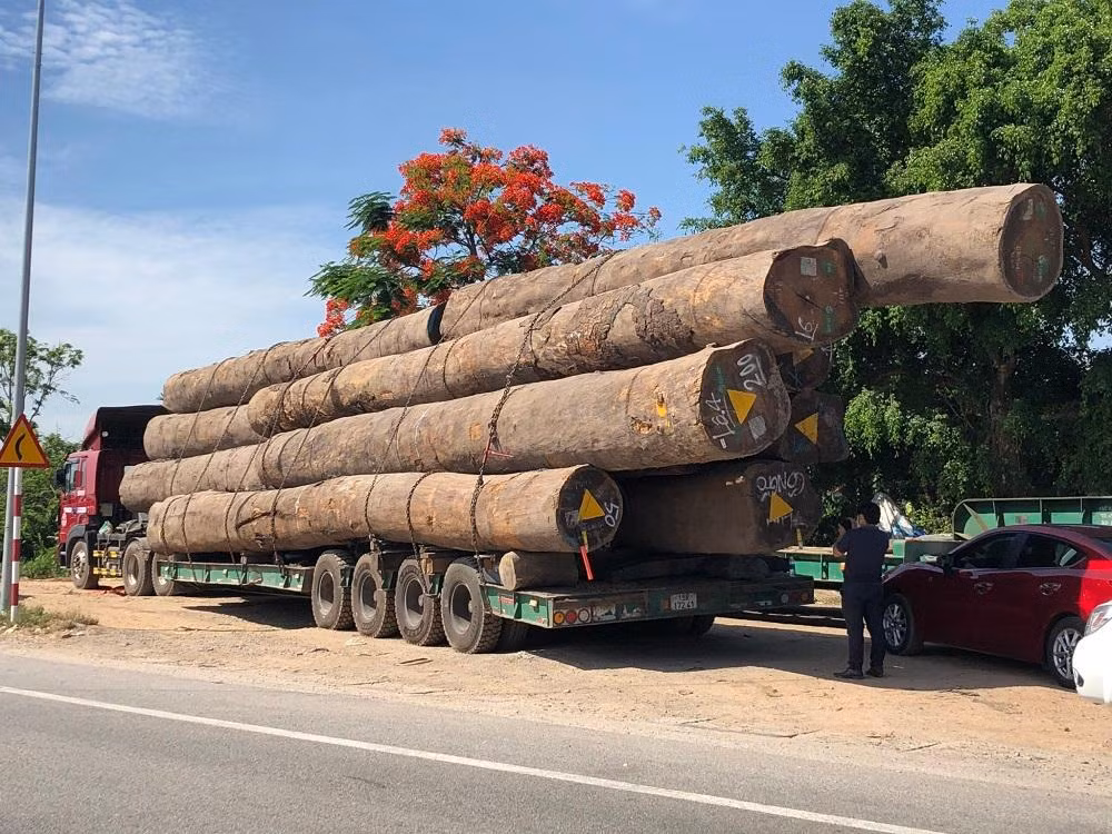 Xe trên đã chở 13 lóng gỗ lim tali tròn, đường kính mỗi lóng gần 1m.