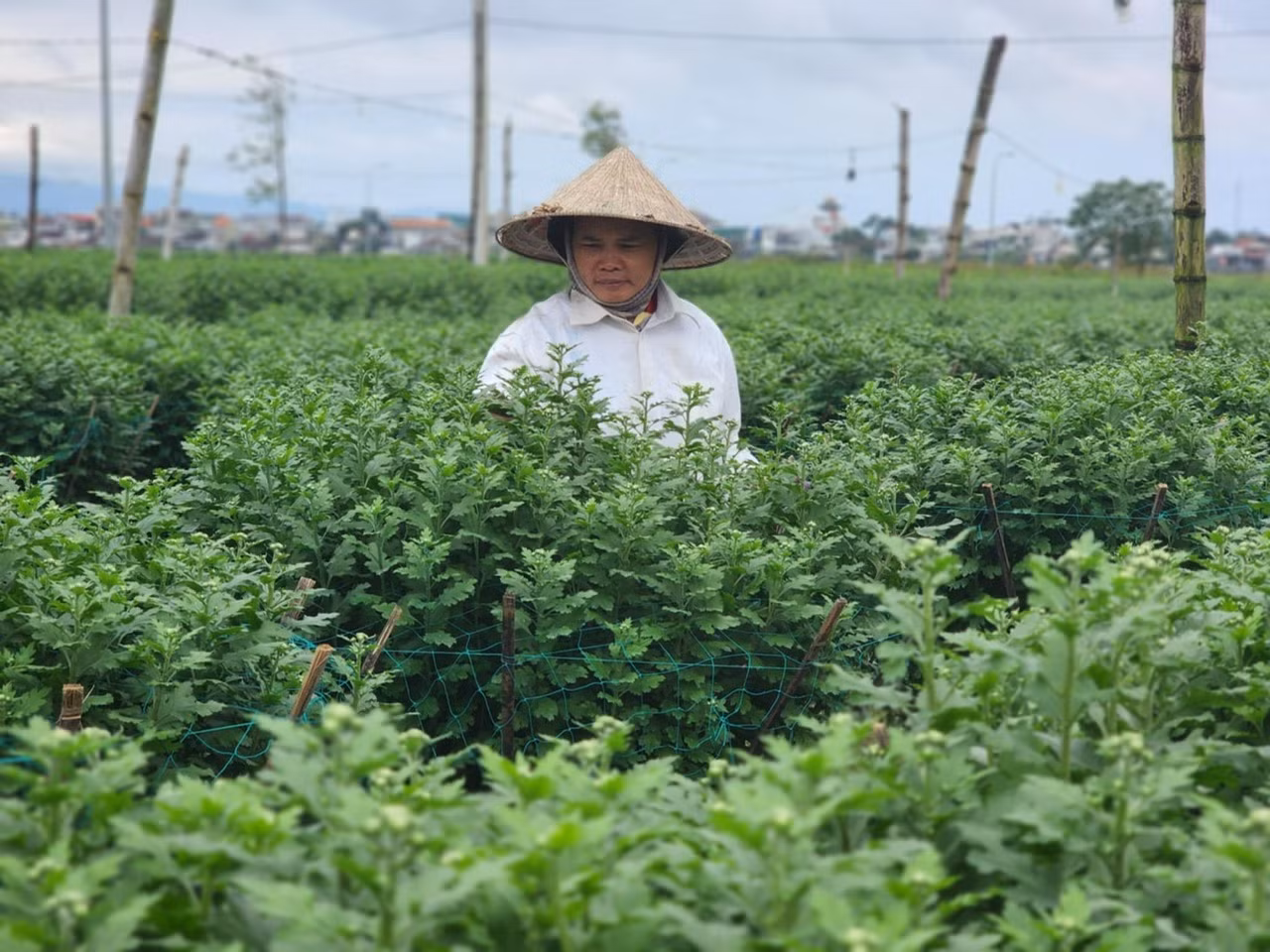 Bà Phương trồng 600 chậu cúc, đến giờ mới bán được 30 chậu.