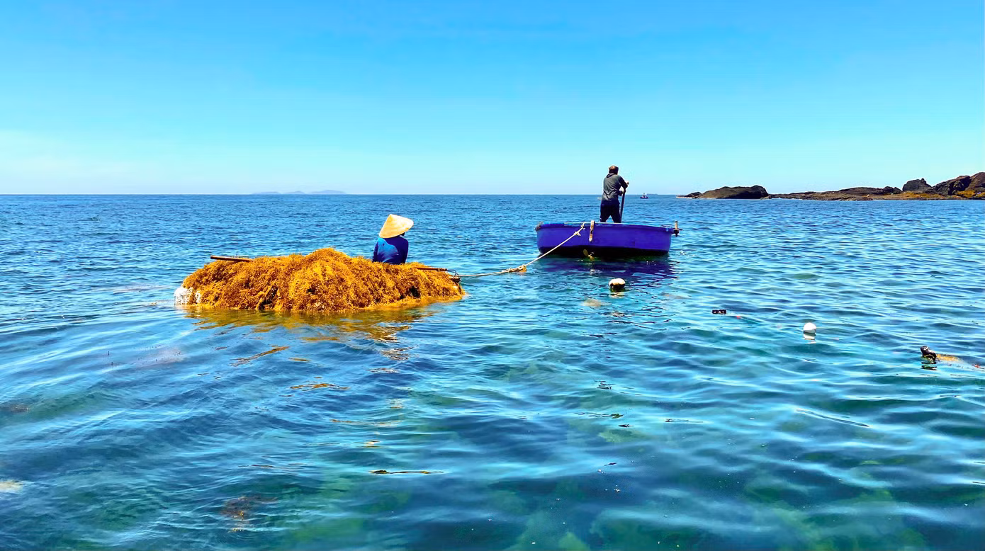 Rong mơ trở thành nguồn tài nguyên biển mang lại thu nhập cho người dân ven biển Quảng Ngãi. Ảnh: Hải Phong