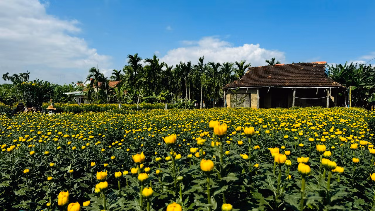 Không chỉ ở trên những cánh đồng, hoa cúc còn hiện diện trong mỗi khu vườn, bên cạnh nhà dân. Nhiều ngôi nhà đã cũ, không còn người ở nhưng vườn vẫn được tận dụng để trồng hoa. Ảnh: Nguyễn Ngọc
