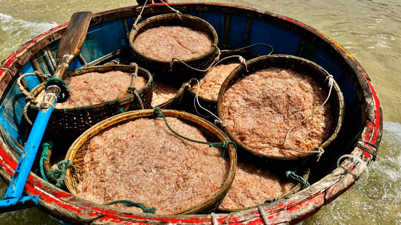 Ruốc (tép biển, khuyết) là tên gọi của một loại động vật giáp xác mười chân. Sống ở vùng nước ven gần bờ. Ruốc có hình dạng giống con tôm nhưng chỉ nhỏ khoảng 4 - 10 mm. Ảnh: Nguyễn Ngọc