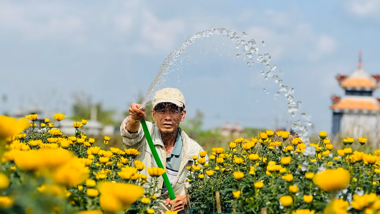 Những ngày trước, người trồng hoa vẫn còn lo lắng khi thương lái e dè đặt cọc mua hoa vì còn thăm dò thị trường. Đến thời điểm này, hầu hết các vườn hoa đã bán gần hết hoa. Ảnh: Nguyễn Ngọc