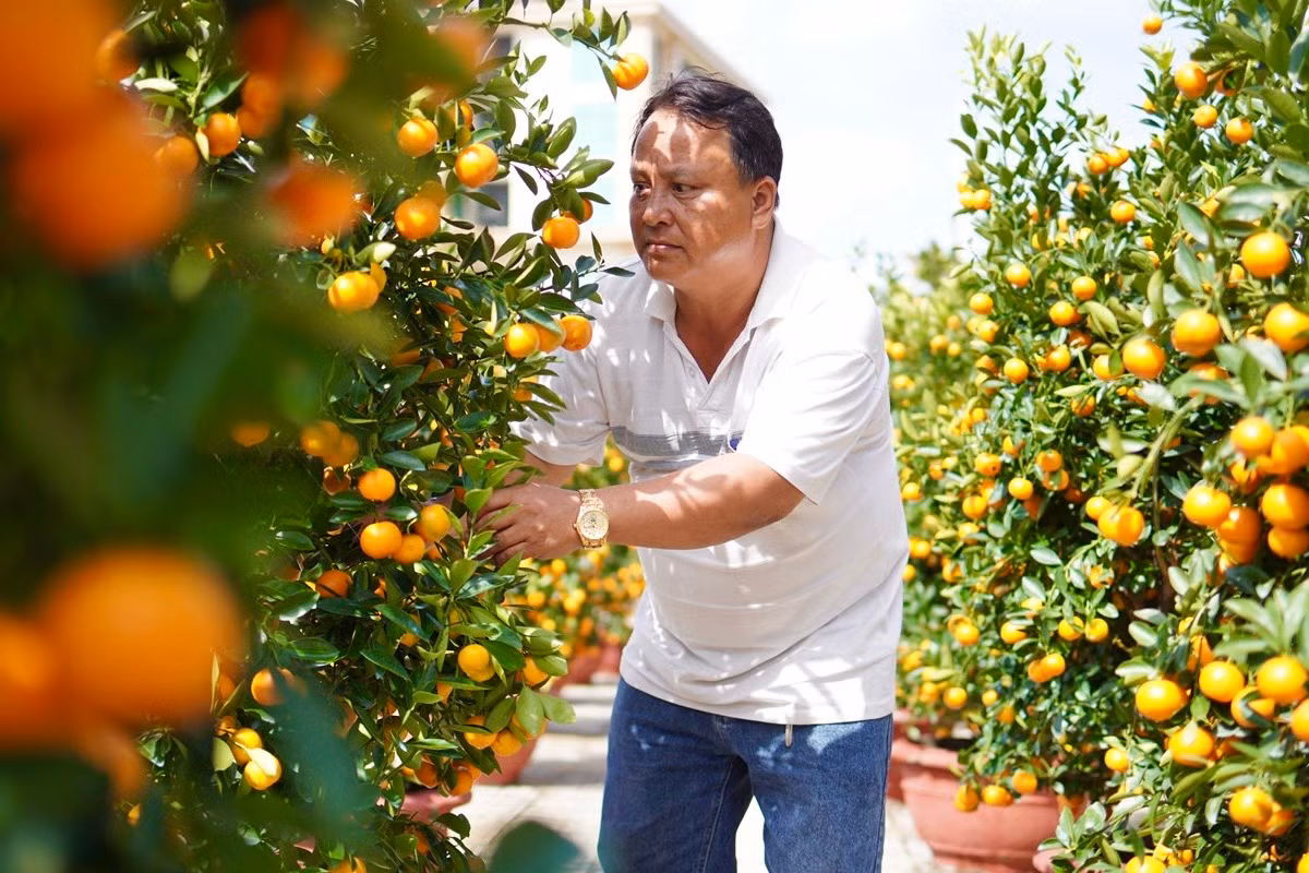 Ông Trần Văn Bình, thôn Tây An Vĩnh (huyện Lý Sơn) cho hay, năm nay ông mua 100 chậu quất cảnh ở TP. Hội An (tỉnh Quảng Nam) đưa về bán cho người dân trên đảo chơi tết. “Quất cảnh năm nay đẹp hơn do thời tiết thuận lợi, trái sum suê, lá xanh mướt. Giá quất dao động từ 1-4 triệu đồng/chậu”, ông Bình nói thêm.