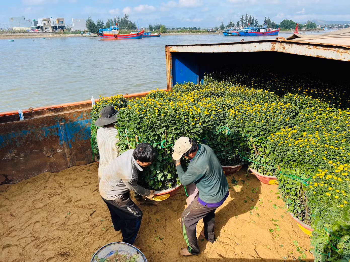 Ông Trần Văn Thành, công nhân cảng Sa Kỳ cho biết, khó khăn nhất là vận chuyển những chậu hoa cúc to, nặng. Công việc vận chuyển đã khó lại vừa phải đảm bảo không làm hư hỏng, gãy cành hoa.