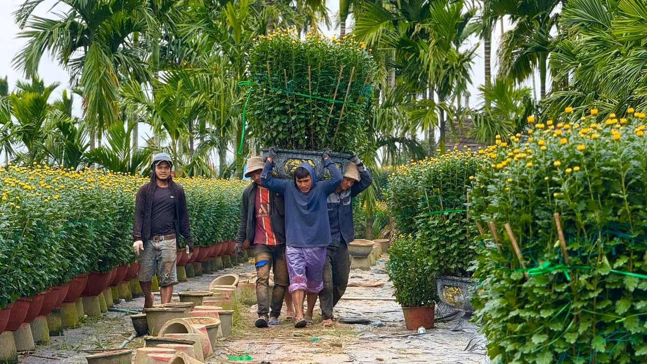 Hiện, giá hoa cúc Tết từ 120.000 đồng - 140.000 đồng/chậu 50cm; 150.000 đồng - 180.000 đồng/chậu 55cm; 200.000 đồng – 220.000 đồng/chậu 60cm; 400.000 đồng – 500.000 đồng/chậu 70cm và các chậu 1m được bán giá 1,2 – 1,5 triệu đồng, tùy theo chất lượng hoa. Ảnh: Nguyễn Ngọc