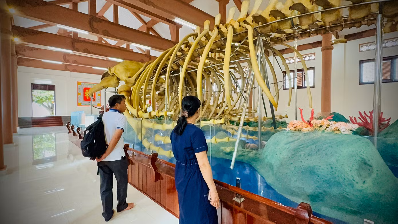 "Lần đầu tiên tôi thấy bộ xương cá voi to lớn như thế này. Những bộ xương cá khổng lồ còn nguyên vẹn là điều rất đặc biệt. Trước đây, tôi có xem qua mạng xã hội, nhưng khi được tận mắt chiêm ngưỡng, thật sự nó còn lớn hơn tưởng tượng của tôi", chị Đinh Thị Sinh - du khách đến từ TP.HCM chia sẻ