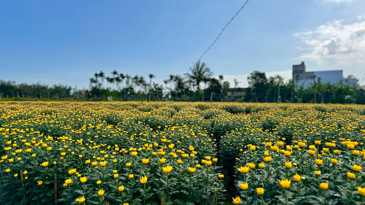Làng hoa Nghĩa Hiệp, nơi được mệnh danh là “thủ phủ” hoa cúc miền Trung, mỗi năm cung cấp hàng trăm nghìn chậu hoa cho thị trường Tết. Ảnh: Nguyễn Ngọc