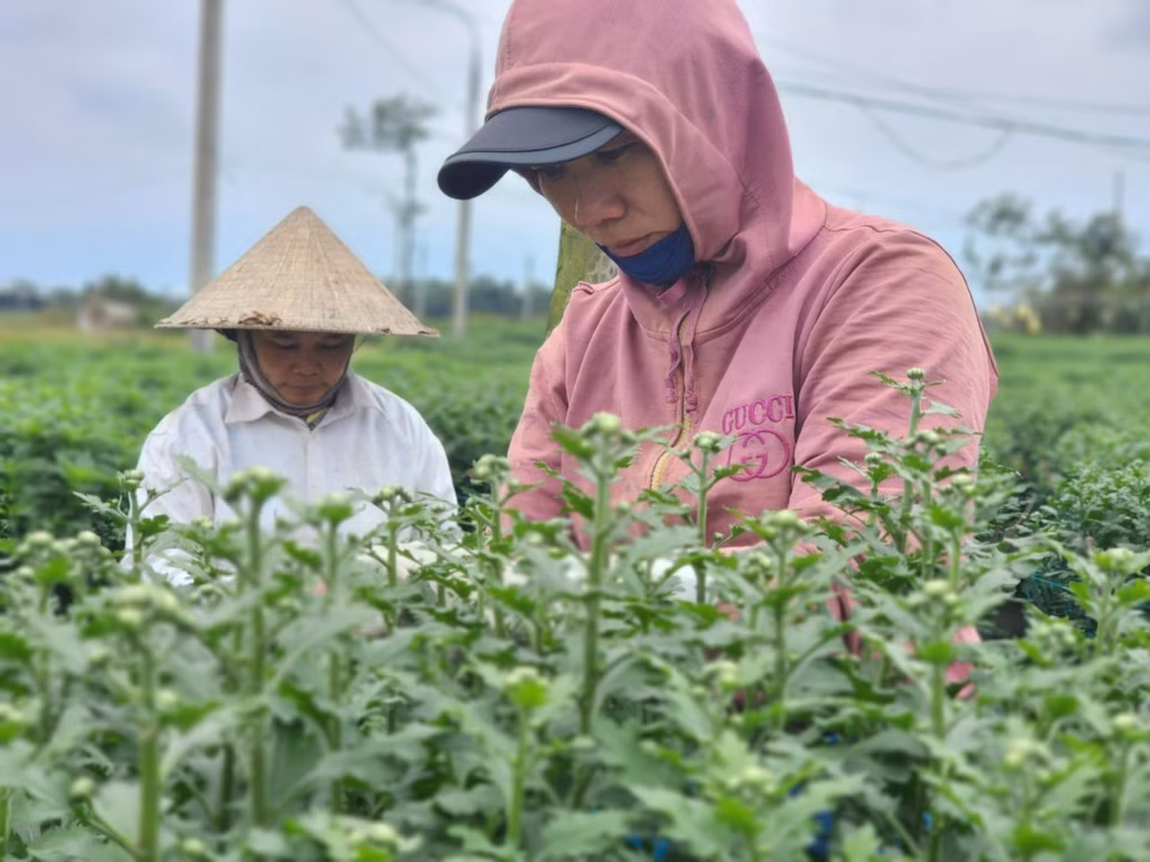Nông dân đang bước vào giai đoạn cuối của quá trình chăm sóc hoa trước khi xuất bán ra thị trường dịp Tết.