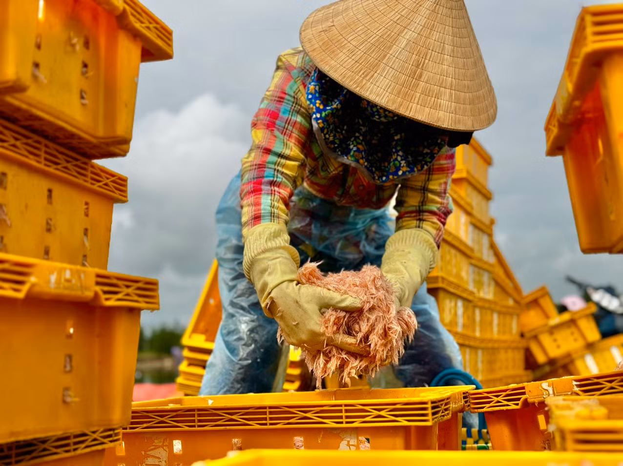 Những thùng ruốc đỏ au, tươi rói nhanh chóng được ngư dân kéo từ thuyền lên bờ cân bán cho thương lái. Ảnh: Nguyễn Ngọc