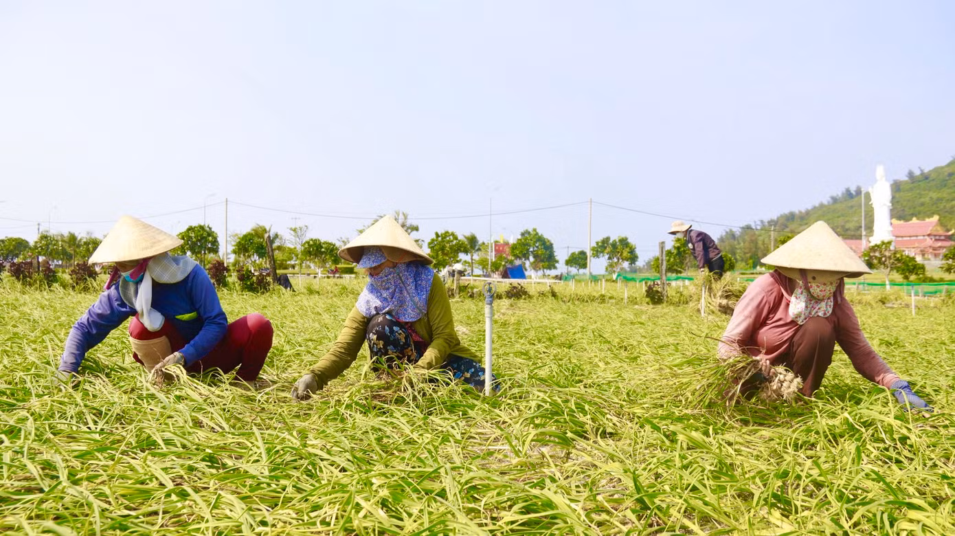 Nông dân Lý Sơn đang bước vào vụ thu hoạch tỏi Đông Xuân 2024-2025.