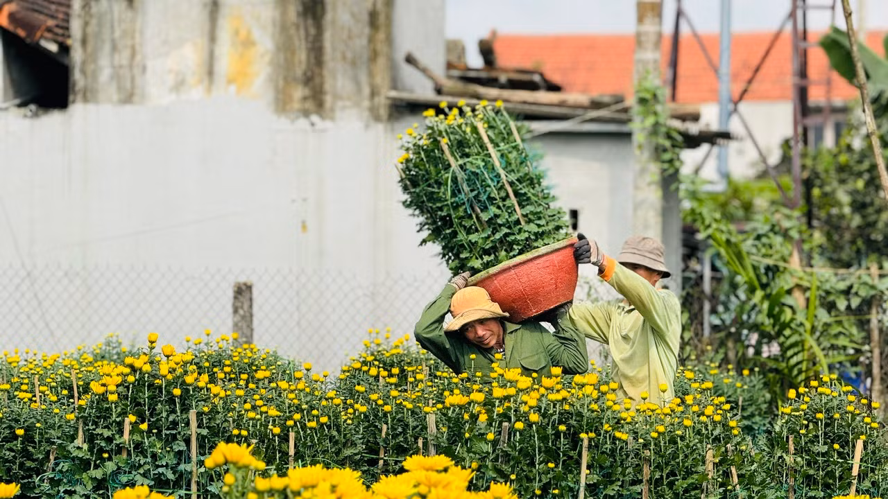 Những người “phu hoa” trung chuyển hoa từ ruộng ra điểm tập kết. Dù cực nhọc nhưng ai cũng vui. “Công việc thời vụ, mỗi ngày kiếm được 300.000 đồng – 350.000 đồng, nhờ vậy cũng có tiền sắm Tết cho gia đình”, ông Nguyễn Phi nói. Ảnh: Nguyễn Ngọc