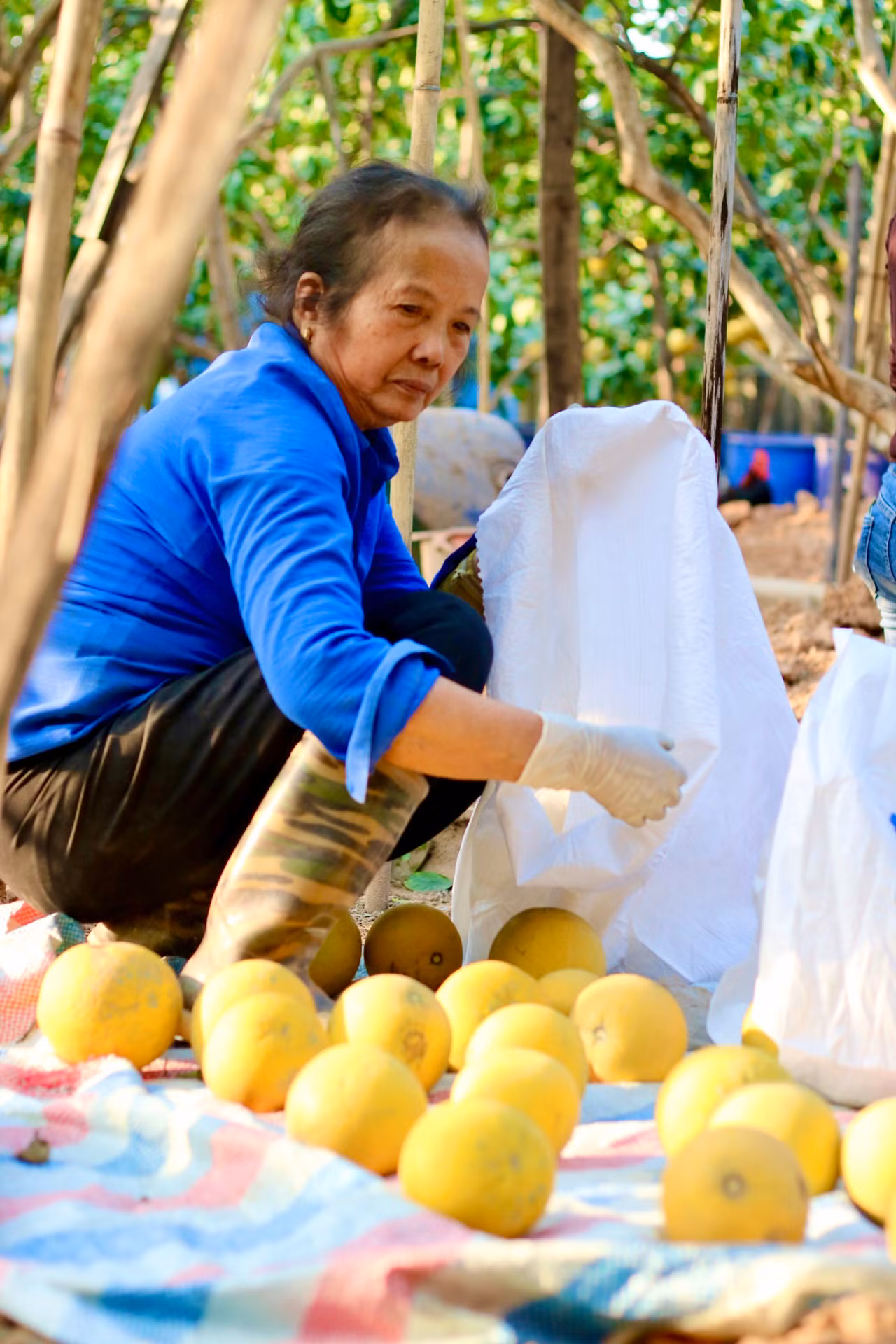 Bà Liên ở làng Phú Diễn đang nhặt bưởi vừa trẩy từ cây xuống bỏ vào tải cho khách đến lấy.