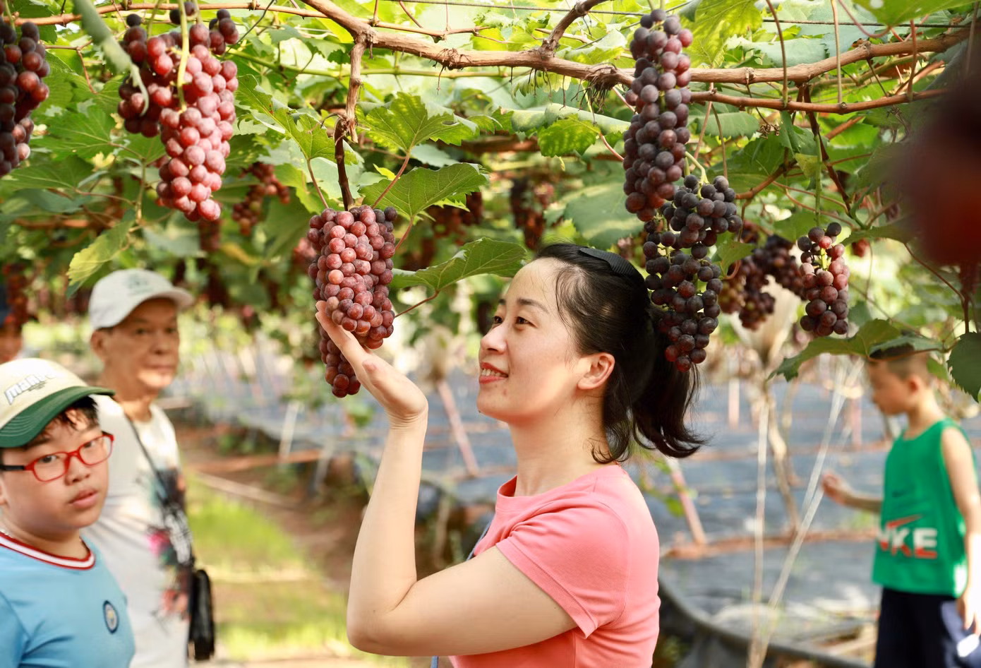 Được dạo bước trong vườn nho rộng thênh thang, ngắm những giàn nho chín trĩu quả đem lại cảm giác bình yên.